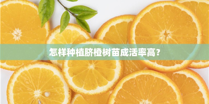 怎样种植脐橙树苗成活率高？