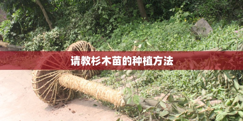 请教杉木苗的种植方法