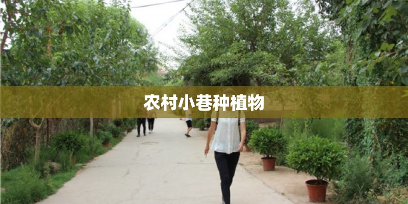 农村小巷种植物