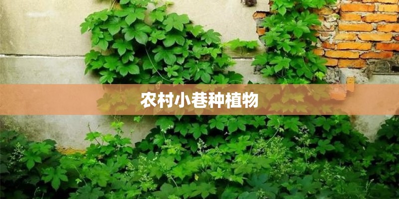 农村小巷种植物