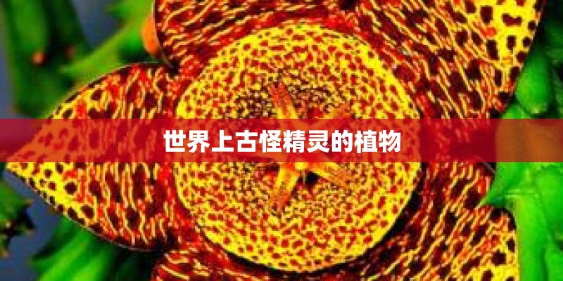 世界上古怪精灵的植物