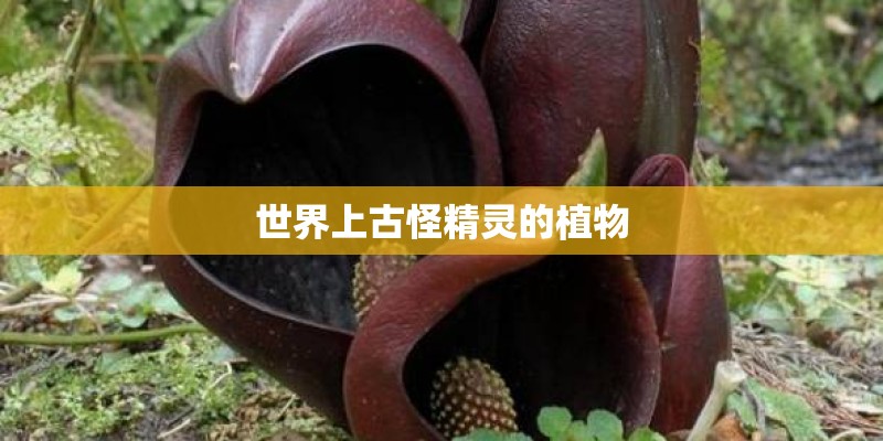 世界上古怪精灵的植物