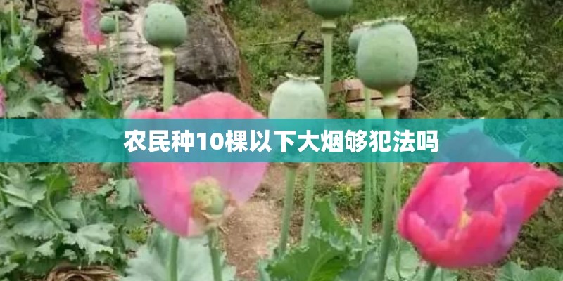 农民种10棵以下大烟够犯法吗