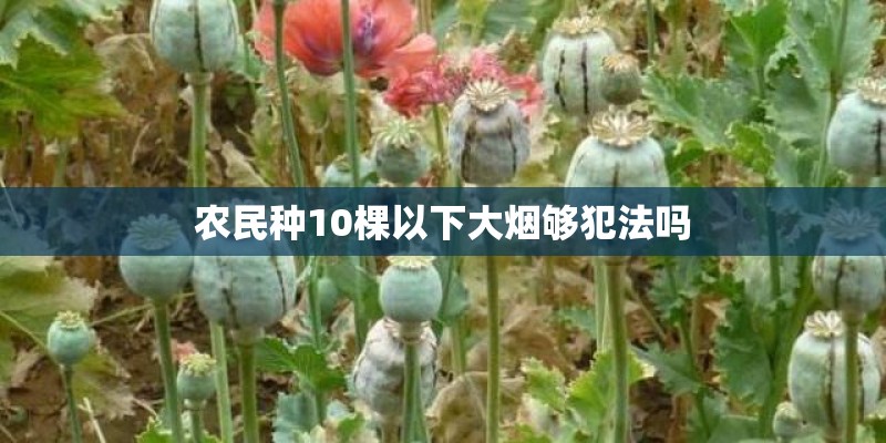 农民种10棵以下大烟够犯法吗