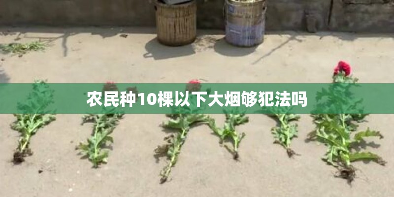 农民种10棵以下大烟够犯法吗