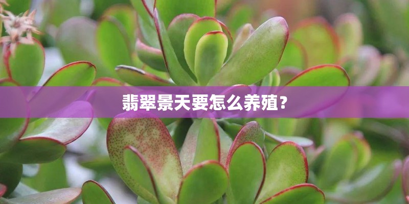 翡翠景天要怎么养殖？
