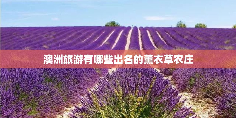 澳洲旅游有哪些出名的薰衣草农庄