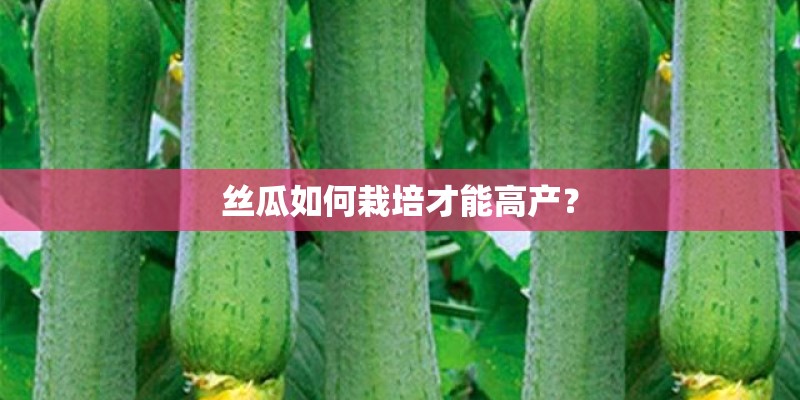 丝瓜如何栽培才能高产？