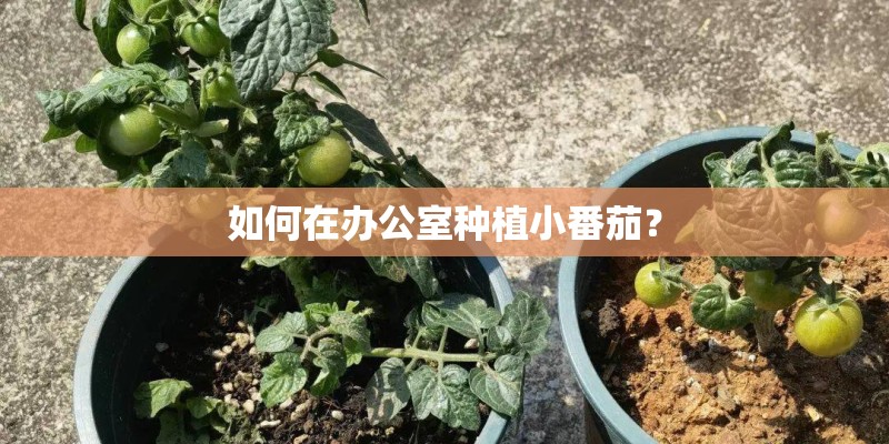 如何在办公室种植小番茄？