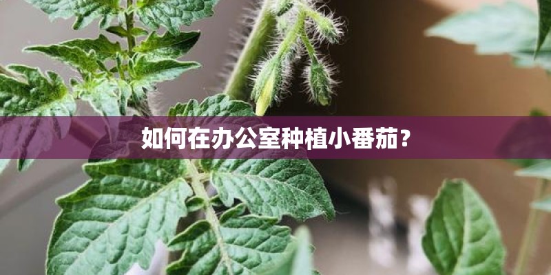 如何在办公室种植小番茄？