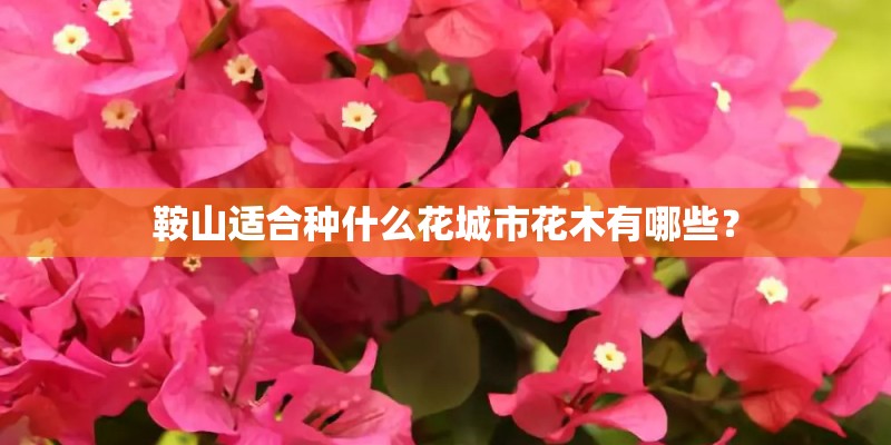 鞍山适合种什么花城市花木有哪些？