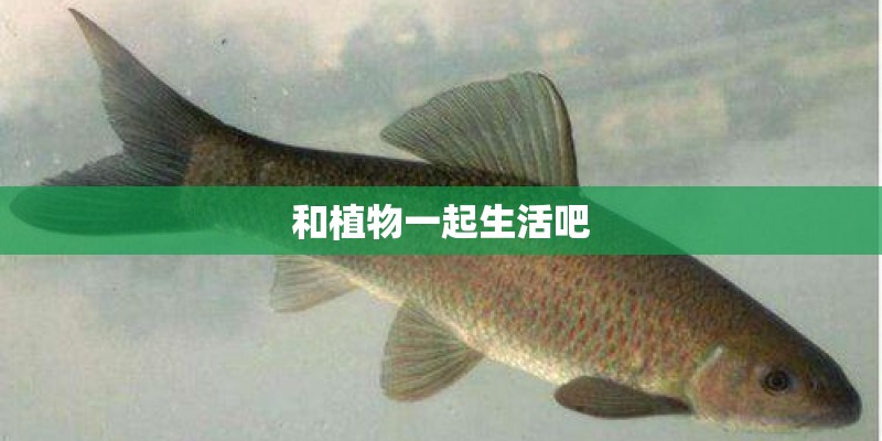 和植物一起生活吧