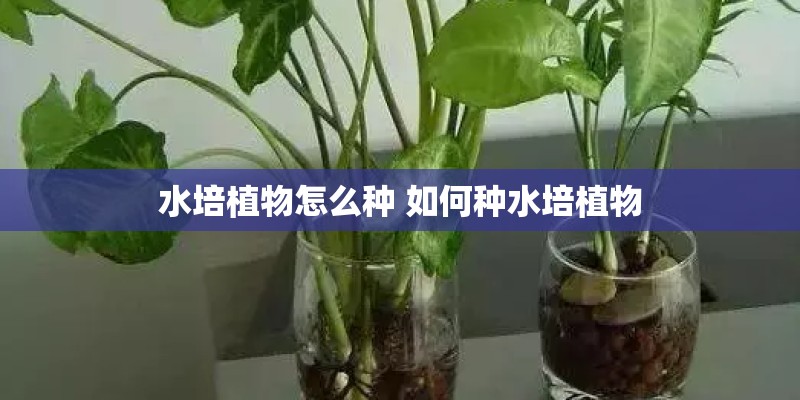 水培植物怎么种 如何种水培植物