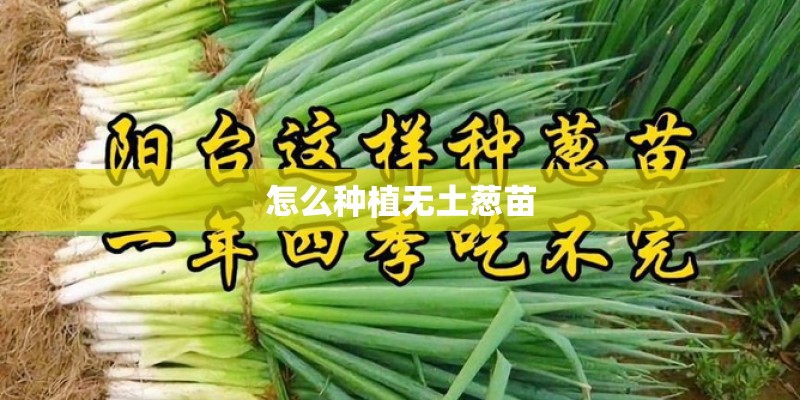 怎么种植无土葱苗