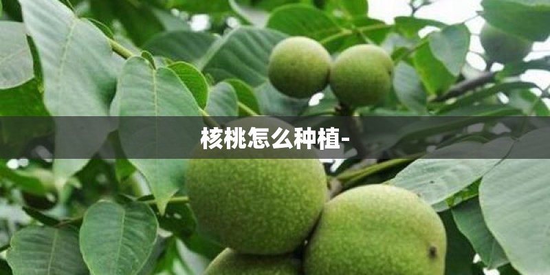 核桃怎么种植-