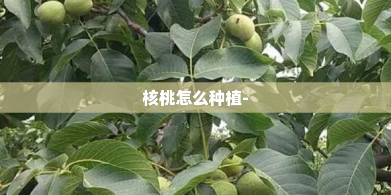核桃怎么种植-