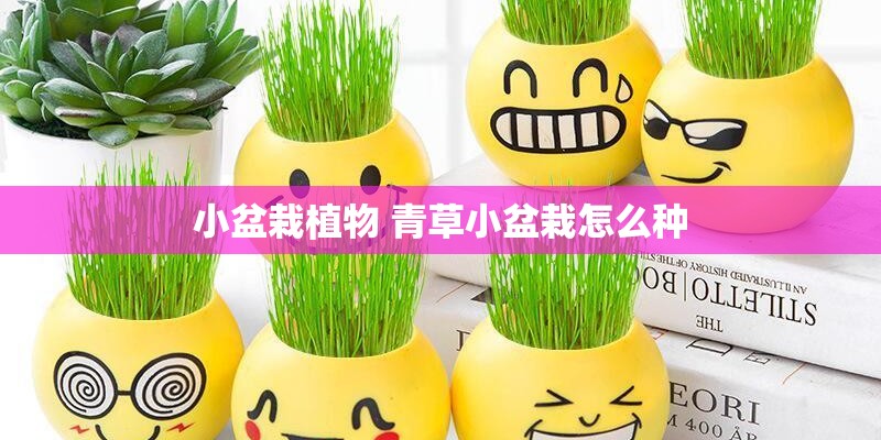 小盆栽植物 青草小盆栽怎么种