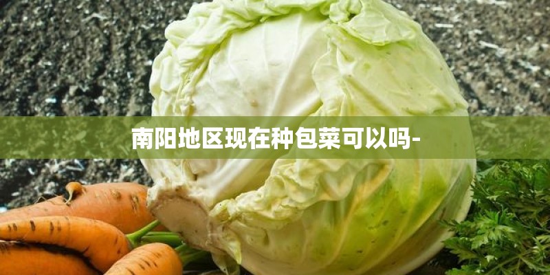 南阳地区现在种包菜可以吗-