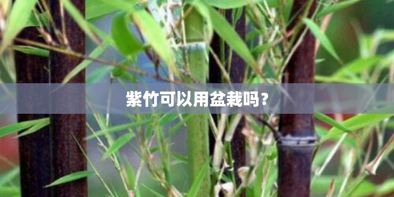 紫竹可以用盆栽吗？