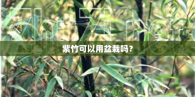 紫竹可以用盆栽吗？
