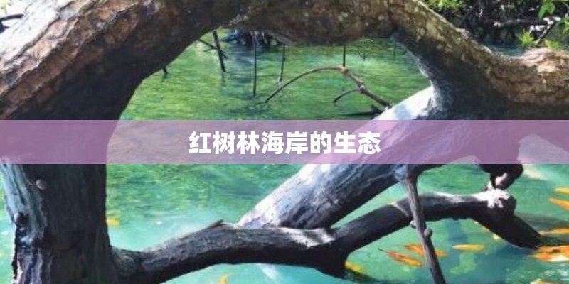 红树林海岸的生态