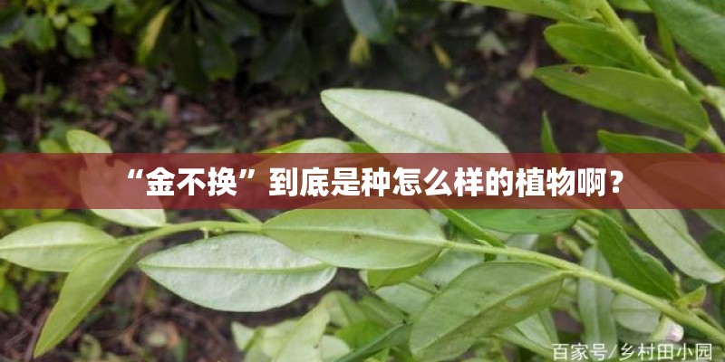 “金不换”到底是种怎么样的植物啊？