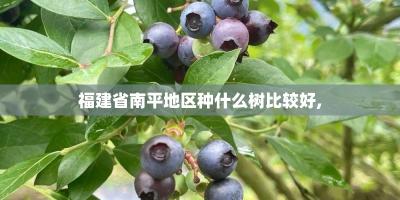福建省南平地区种什么树比较好,
