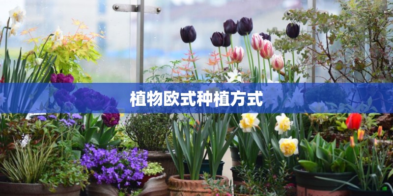 植物欧式种植方式