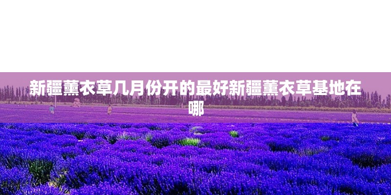 新疆薰衣草几月份开的最好新疆薰衣草基地在哪