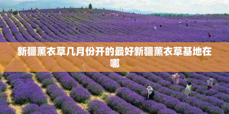 新疆薰衣草几月份开的最好新疆薰衣草基地在哪