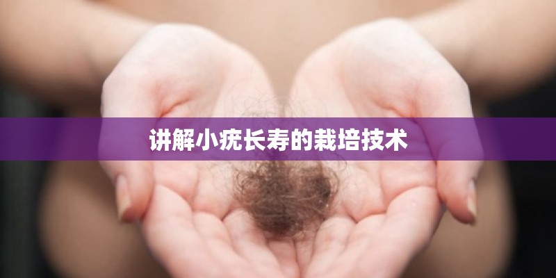讲解小疣长寿的栽培技术