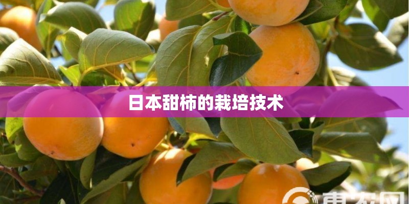 日本甜柿的栽培技术