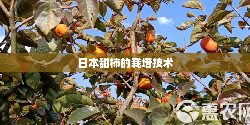日本甜柿的栽培技术