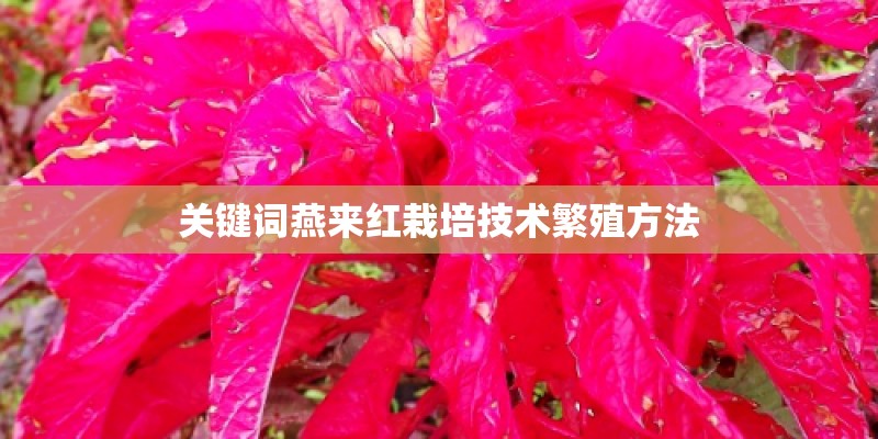 关键词燕来红栽培技术繁殖方法