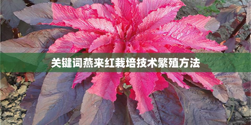关键词燕来红栽培技术繁殖方法