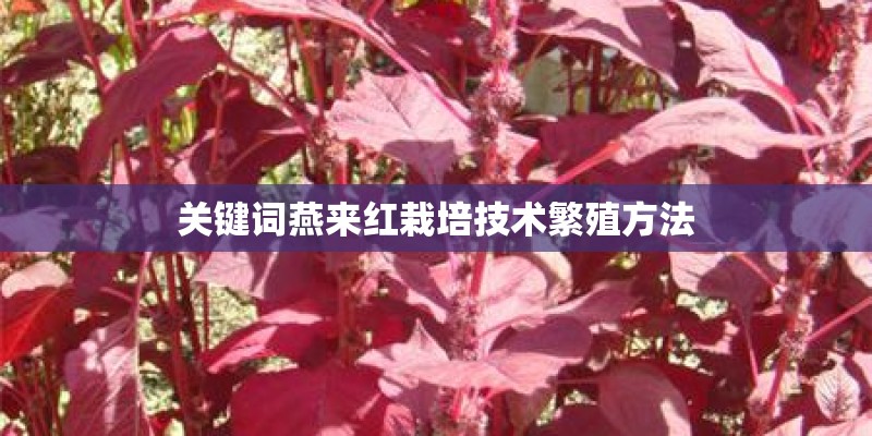 关键词燕来红栽培技术繁殖方法