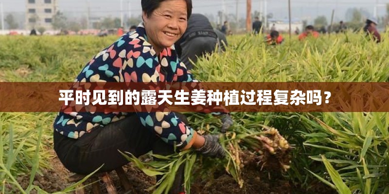 平时见到的露天生姜种植过程复杂吗？