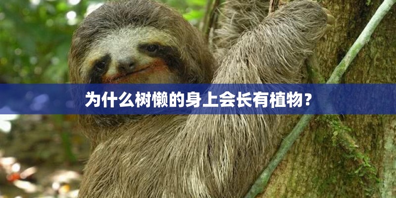 为什么树懒的身上会长有植物？