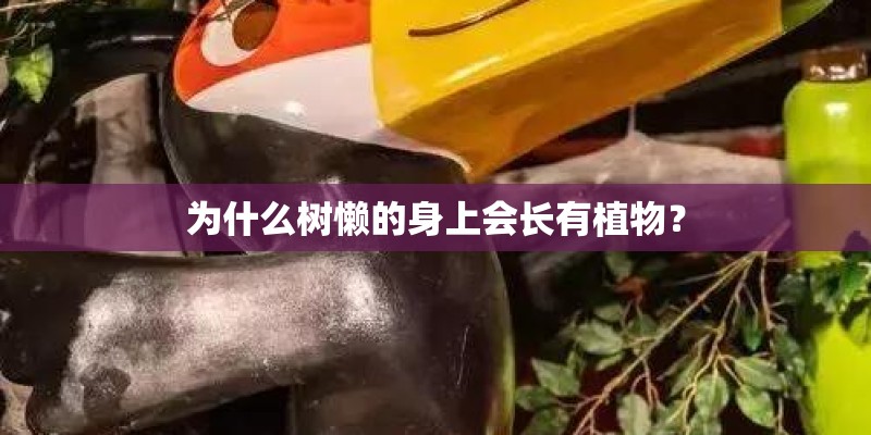 为什么树懒的身上会长有植物？