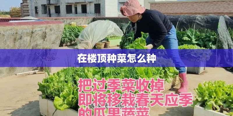 在楼顶种菜怎么种