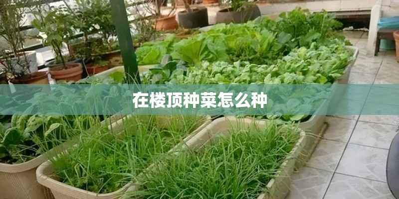 在楼顶种菜怎么种