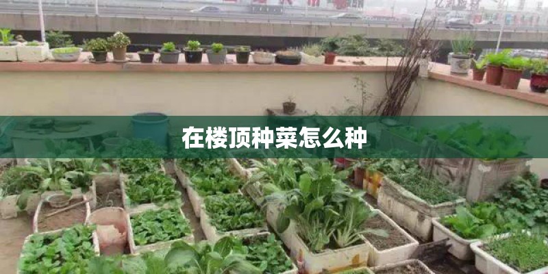 在楼顶种菜怎么种