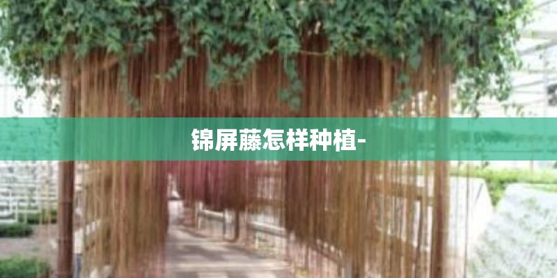 锦屏藤怎样种植-