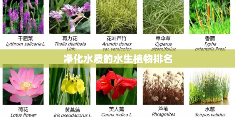 净化水质的水生植物排名