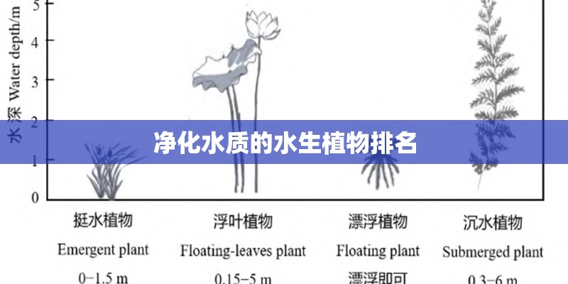 净化水质的水生植物排名