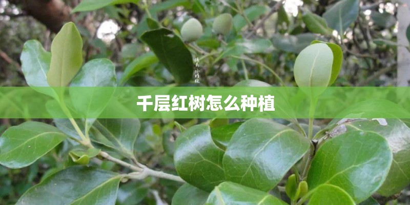 千层红树怎么种植
