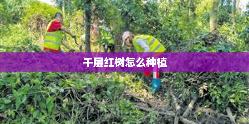 千层红树怎么种植