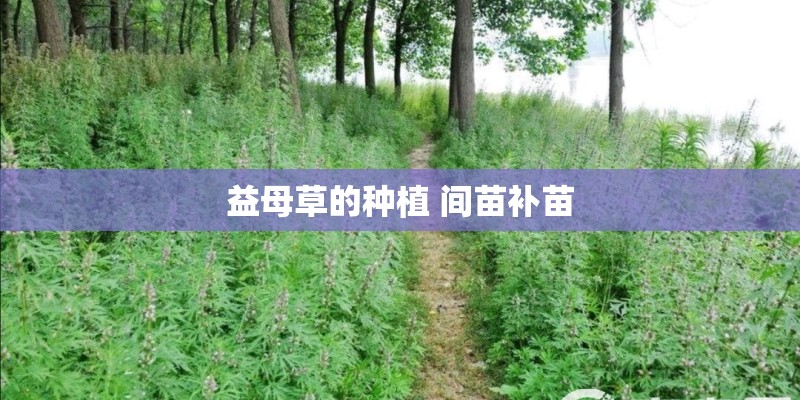 益母草的种植 间苗补苗