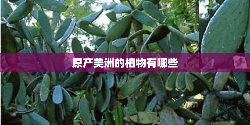 原产美洲的植物有哪些