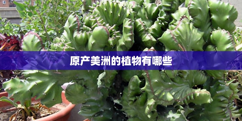 原产美洲的植物有哪些